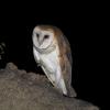 American Barn Owl photo by Doug Backlund