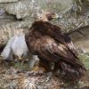 Golden Eagle photo by Doug Backlund