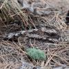 Common Poorwill photo by Doug Backlund