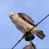 Red-tailed Hawk photo by Kelly Preheim