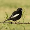 Lark Bunting photo by Kelly Preheim