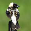 Bobolink photo by Kelly Preheim