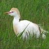 Western Cattle Egret photo by Kelly Preheim