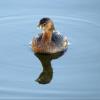 Pied-billed Grebe photo by Kelly Preheim