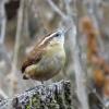 Carolina Wren photo by Kelly Preheim