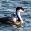 Western Grebe photo by Kelly Preheim