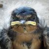 Barn Swallow photo by Kelly Preheim