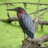 Green Heron photo by Kelly Preheim