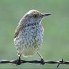 Sage Thrasher photo by Kelly Preheim