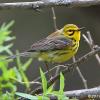 Prairie Warbler photo by Daniel Streifel