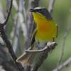 Yellow-breasted Chat photo by KC Jensen