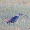 Long-billed Curlew photo by KC Jensen