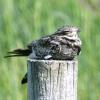 Common Nighthawk photo by Mick Zerr