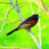 Orchard Oriole photo by Mick Zerr