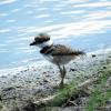 Killdeer photo by Mick Zerr