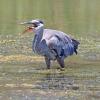 Great Blue Heron photo by Roger Dietrich