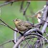 Worm-eating Warbler photo by Doug Backlund