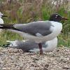 Laughing Gull photo by Jeffrey S. Palmer