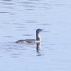 Red-throated Loon photo by Mick Zerr