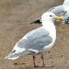 Glaucous-winged Gull photo by Ricky D. Olson