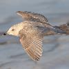 Iceland Gull photo by Doug Backlund