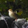 Golden-crowned Sparrow photo by Mick Zerr