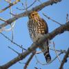 Merlin photo by Kelly Preheim