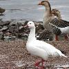 Snow Goose photo by Mick Zerr