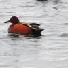 Cinnamon Teal photo by Mick Zerr