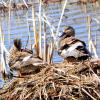 Gadwall photo by Mick Zerr