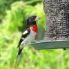 Rose-breasted Grosbeak photo by Mick Zerr