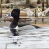 Ring-necked Duck photo by Mick Zerr