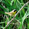 Common Yellowthroat photo by Mick Zerr