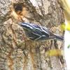 Black-and-white Warbler photo by Mick Zerr