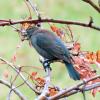 Rusty Blackbird photo by Mick Zerr