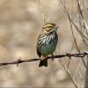 Savannah Sparrow photo by Mick Zerr