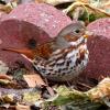 Fox Sparrow photo by Mick Zerr