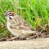 Lark Sparrow photo by Mick Zerr