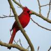 Northern Cardinal photo by Kelly Preheim