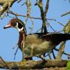 Wood Duck photo by Kelly Preheim