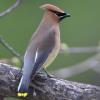 Cedar Waxwing photo by Roger Dietrich