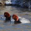 Redhead photo by Roger Dietrich