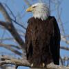 Bald Eagle photo by Roger Dietrich