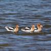 American Avocet photo by Roger Dietrich