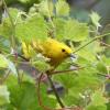 Yellow Warbler photo by Roger Dietrich