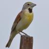 Dickcissel photo by Roger Dietrich