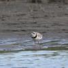 Piping Plover photo by Roger Dietrich