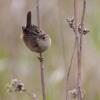 Sedge Wren photo by Roger Dietrich