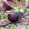 Brown-headed Cowbird photo by Mick Zerr