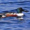 Northern Shoveler photo by Mick Zerr